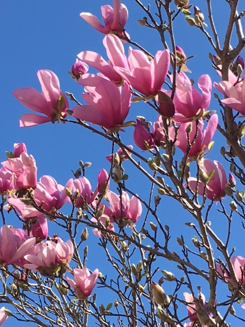 The Tulip Tree (Saucer Magnolia) |
