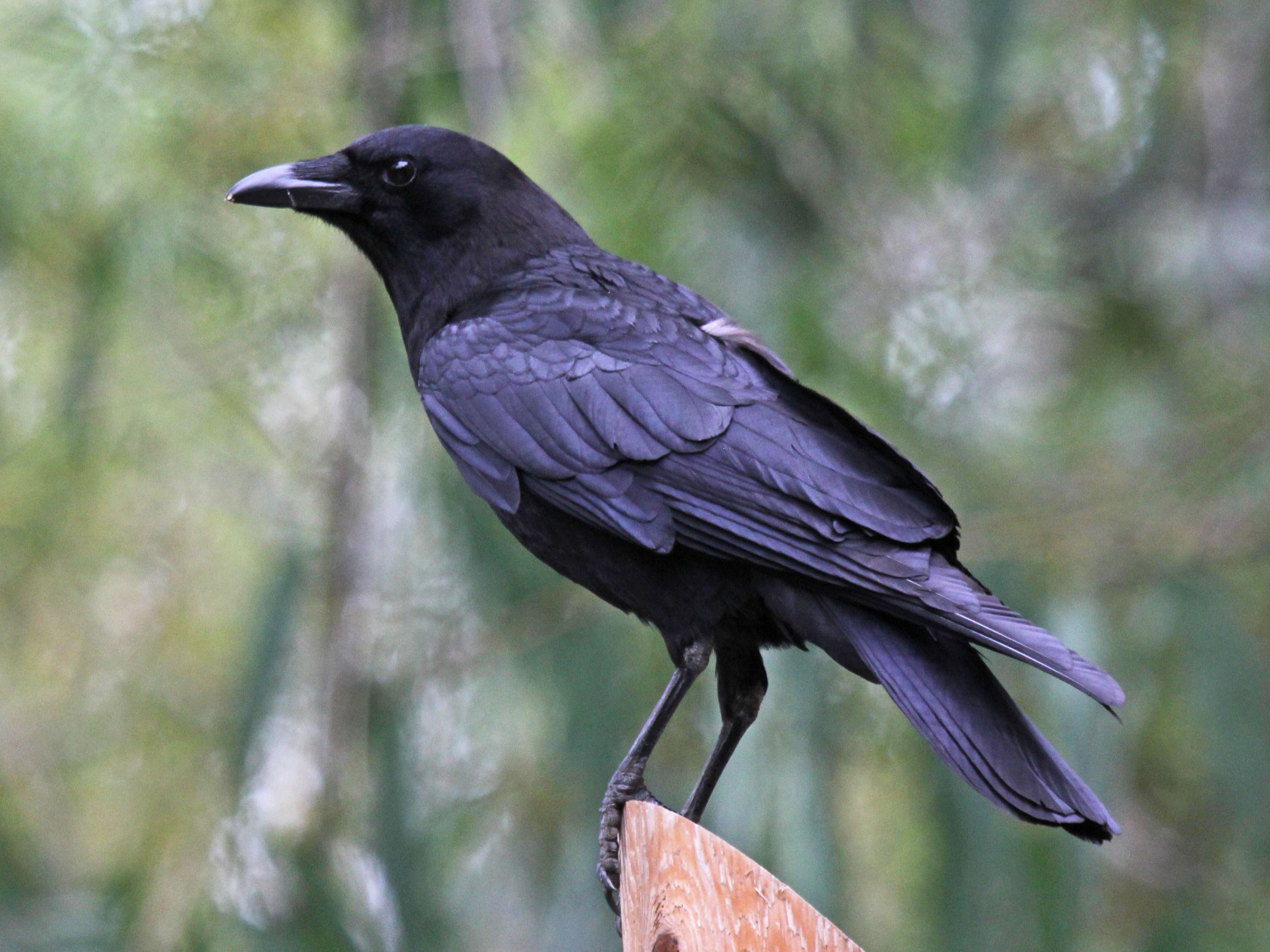 Crows #black